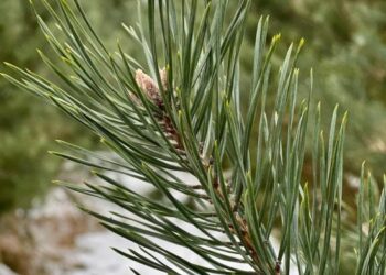 20 разів працівники лісової охорони виявляли любителів дармових ялинок — Новости Черкасс