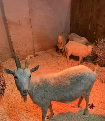 До Домівки врятованих тварин у Львові привезли 22 кози з притулку, де жорстоко поводилися з тваринами