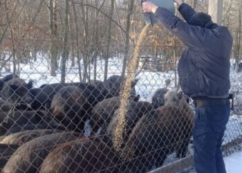 На Черкащині поліцейський офіцер допомагає диким тваринам пережити зиму — Новости Черкасс