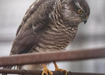 На Дніпропетровщині помітили чудового пернатого хижака |  Дніпро