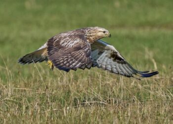 На Дніпропетровщині помітили рідкісного зимового птаха |  Дніпро