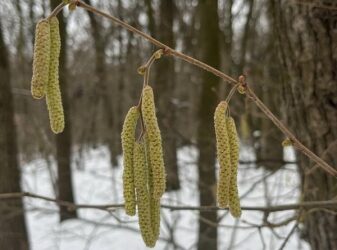 На Дніпропетровщині розквітла ліщина |  Дніпро