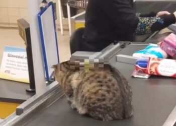 Штрих-кот и сладкая булочка: в АТБ Днепра «устроили» котоакцию (ВИДЕО) – Дніпро