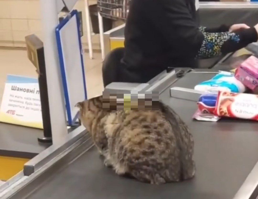 Новости Днепра про Штрих-кот и сладкая булочка: в АТБ Днепра 