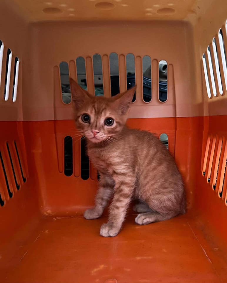 Новости Днепра про Спасенный из Часового Яра рыжий кот 