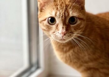 Спасенный из Часового Яра рыжий кот «уволился» из горсовета и переехал в новую семью в Днепре. – Дніпро