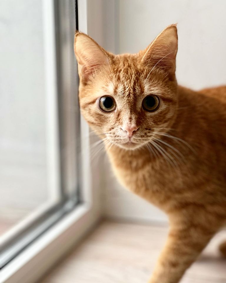 Новости Днепра про Спасенный из Часового Яра рыжий кот 