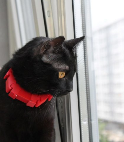 Студенти Львівської Політехніки розробили ошийник для спілкування з котами