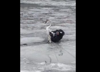 У Дніпрі співробітники ДСНС витягли лебідя з крижаної пастки (ВІДЕО) |  Дніпро