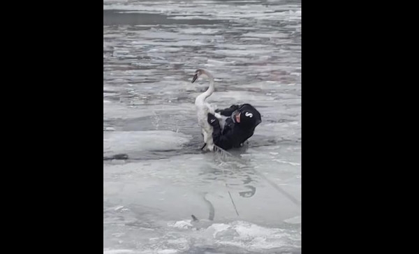 порятунок лебідя