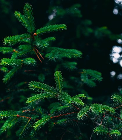 У Львові з 8 січня забиратимуть ялинки на перероблення