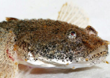 У «Вінницяоблводоканалі» прокоментували «появу» пуголовки у крані на «Поділлі» та попросили повернути рибку |Новини Вінниці