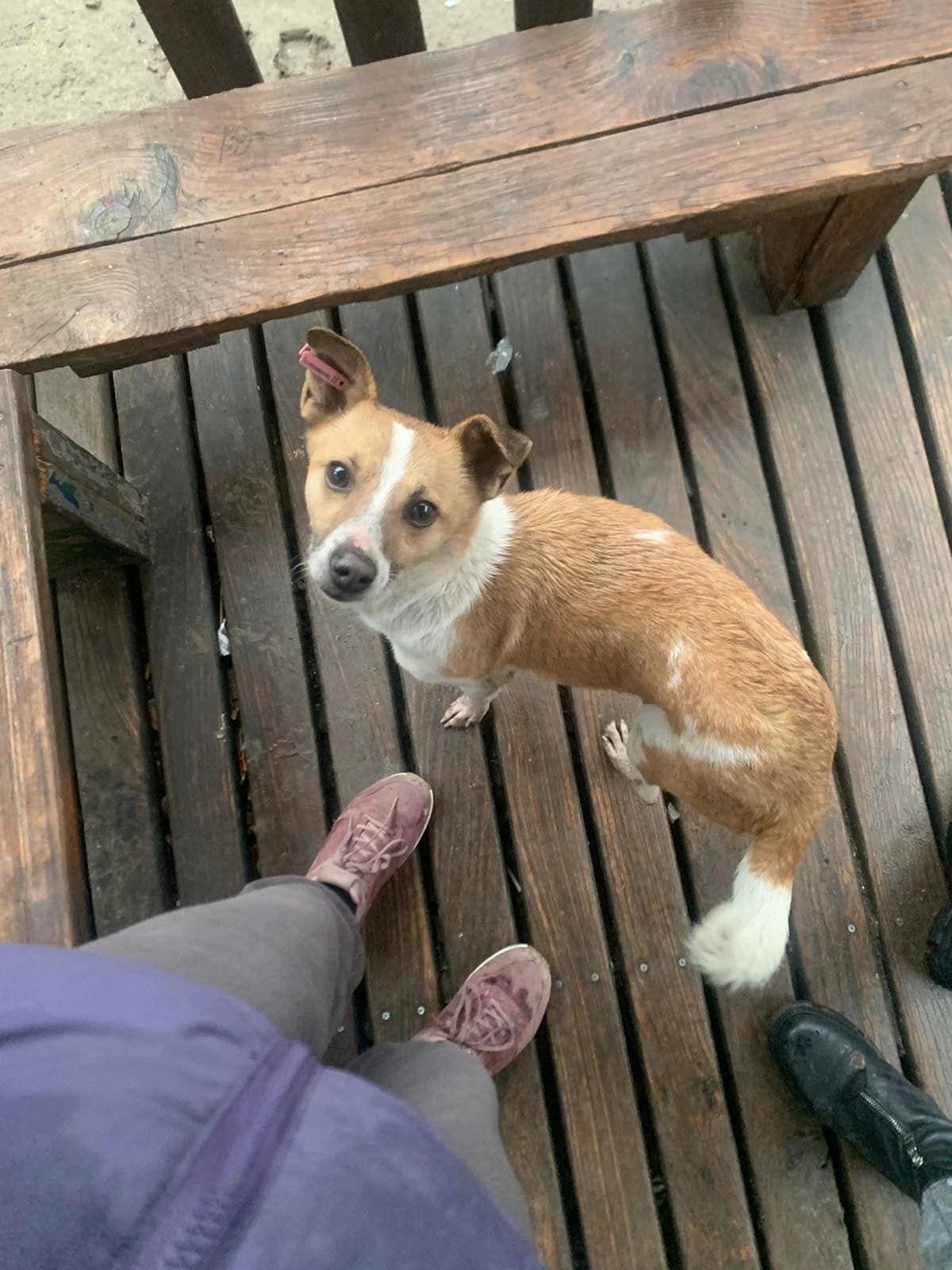 Новости Днепра про Узнал в незнакомке хозяйку: в Днепре беспризорный пес преследует девушку