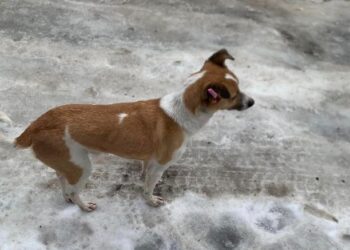 Узнал в незнакомке хозяйку: в Днепре беспризорный пес преследует девушку – Дніпро