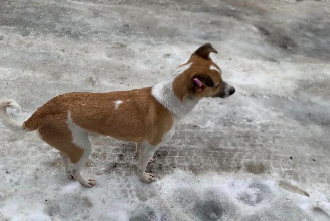 Новости Днепра про Узнал в незнакомке хозяйку: в Днепре беспризорный пес преследует девушку