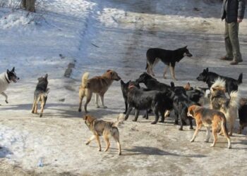 В Днепре бродячие собаки напали на девушку и грызнули ее за ногу: пришлось накладывать швы – Дніпро