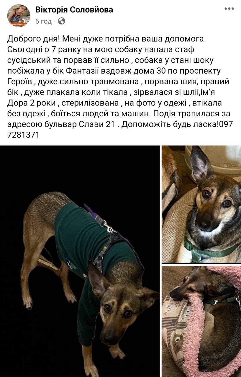 Новости Днепра про В Днепре ищут раненую собаку, сбежавшую после нападения соседского стафа