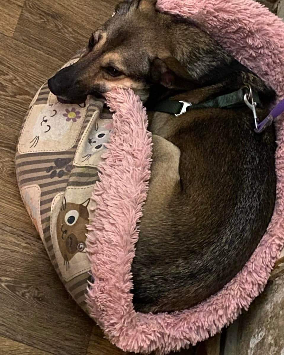 Новости Днепра про В Днепре ищут раненую собаку, сбежавшую после нападения соседского стафа