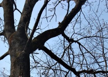 В Днепре котик залез на огромное дерево и запутался ошейником в ветке: что с ним – Дніпро