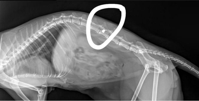Новости Днепра про В Днепре мужчина выстрелил в беззащитного котика: что говорят в полиции