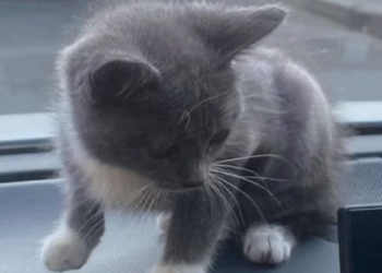 В Днепре мужчина выстрелил в беззащитного котика: что говорят в полиции – Дніпро