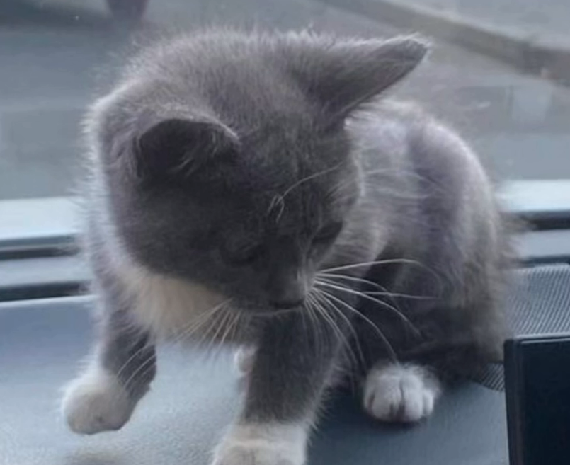 Новости Днепра про В Днепре мужчина выстрелил в беззащитного котика: что говорят в полиции