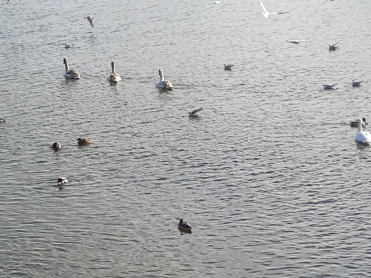 Новости Днепра про В Днепре на косе Победы поселилась семья молодых лебедей (ФОТО)