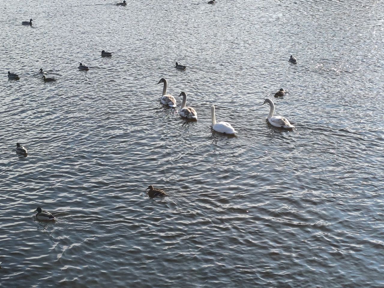 Новости Днепра про В Днепре на косе Победы поселилась семья молодых лебедей (ФОТО)