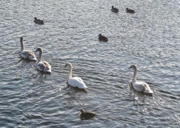 В Днепре на косе Победы поселилась семья молодых лебедей (ФОТО) – Дніпро