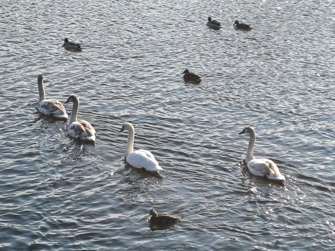 Новости Днепра про В Днепре на косе Победы поселилась семья молодых лебедей (ФОТО)