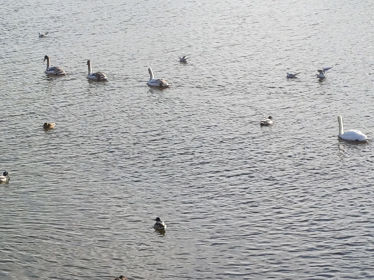 Новости Днепра про В Днепре на косе Победы поселилась семья молодых лебедей (ФОТО)