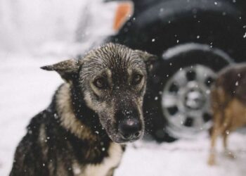 В Днепре на Левобережном неизвестные бросают яд для животных во дворах: есть первые жертвы – Дніпро