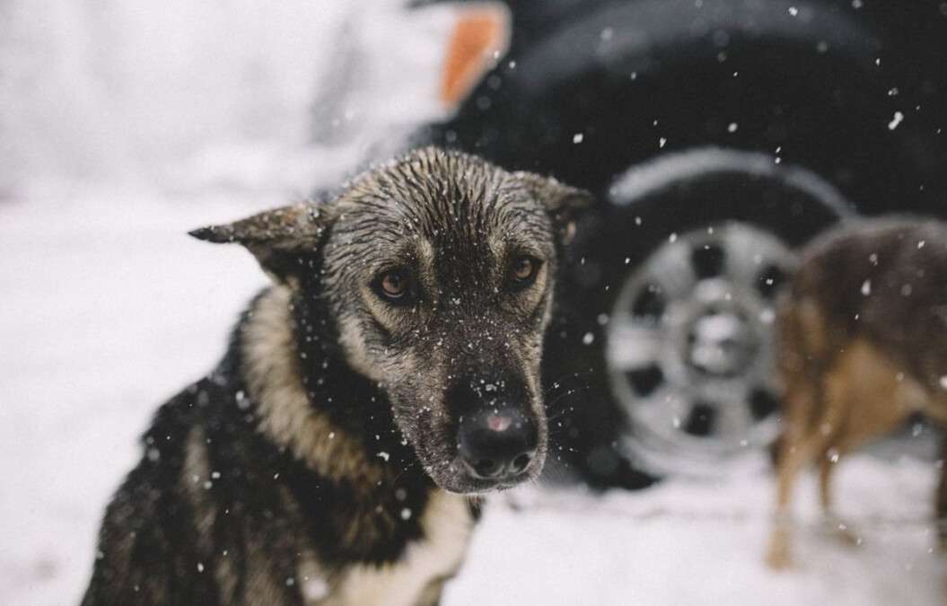 Новости Днепра про В Днепре на Левобережном неизвестные бросают яд для животных во дворах: есть первые жертвы