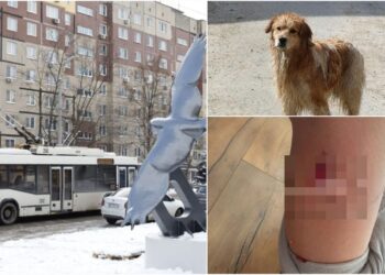 В Днепре на Соколе стая собак набросилась на мальчика и искусала его – Дніпро