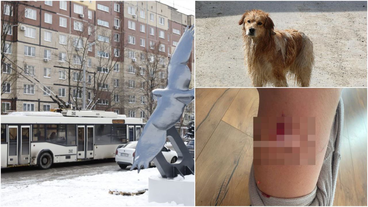 Новости Днепра про В Днепре на Соколе стая собак набросилась на мальчика и искусала его