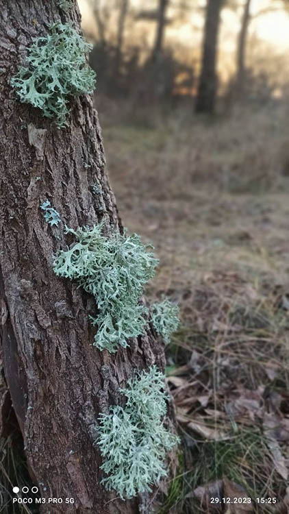 Новости Днепра про В Днепропетровской области разрастается мох, из которого делают духи