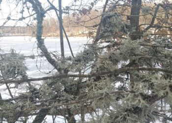 В Днепропетровской области разрастается мох, из которого делают духи – Дніпро