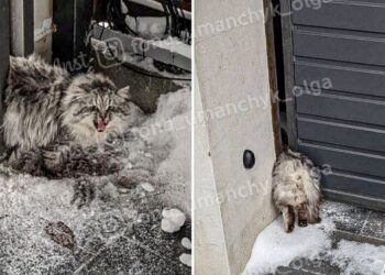 Зажало воротами: в Днепре в помощи нуждается котик, у которого отказали задние лапы – Дніпро