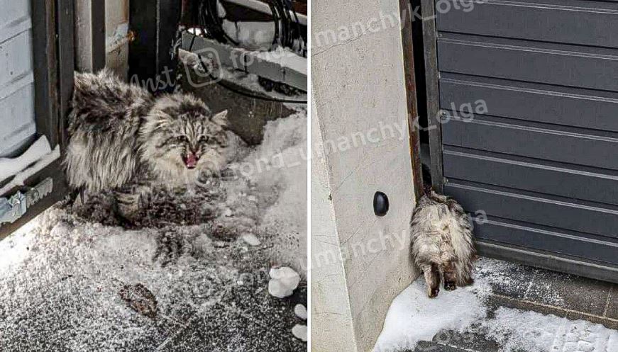 Новости Днепра про Зажало воротами: в Днепре в помощи нуждается котик, у которого отказали задние лапы