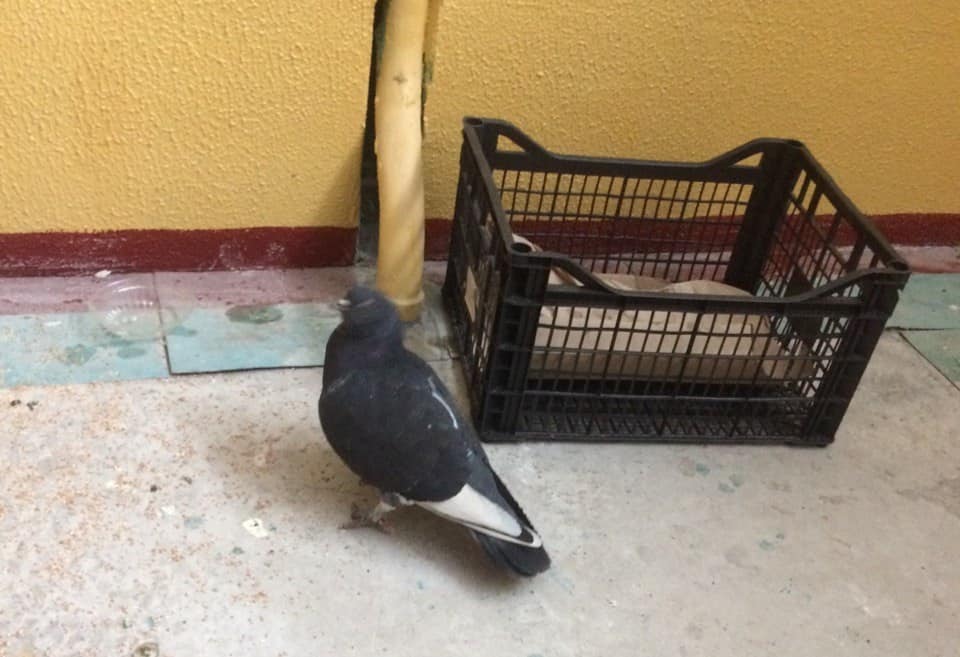 Новости Днепра про Жители Днепра поселили у себя в подъезде раненого дикого голубя: их поняли не все