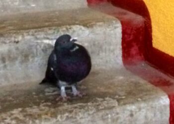 Жители Днепра поселили у себя в подъезде раненого дикого голубя: их поняли не все – Дніпро