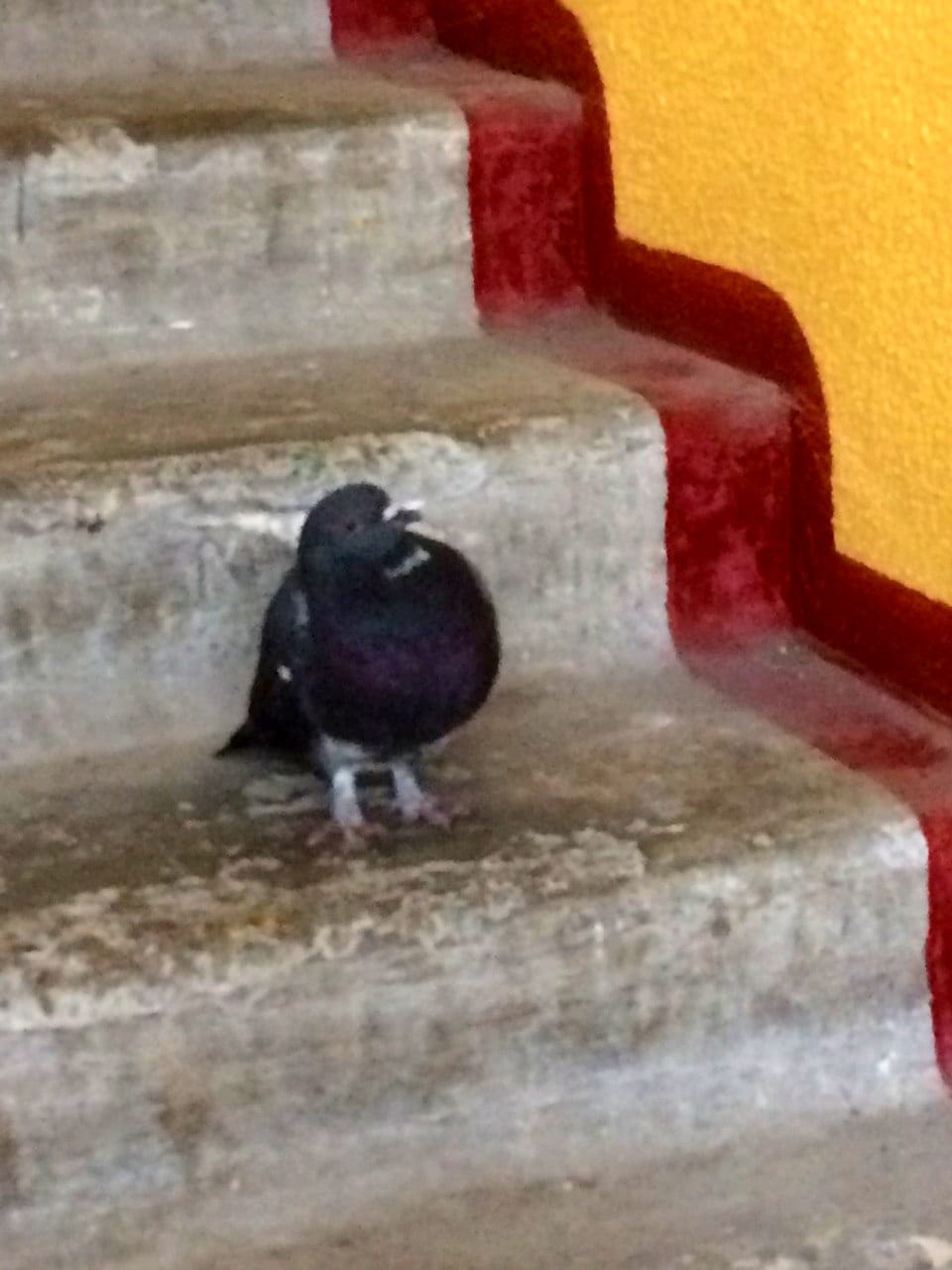 Новости Днепра про Жители Днепра поселили у себя в подъезде раненого дикого голубя: их поняли не все