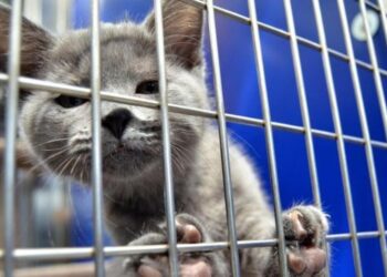 Жорстоко знущається з тварин подружжя з Золотогірської