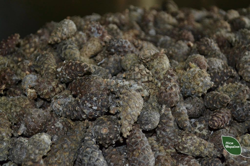 Насип шишок