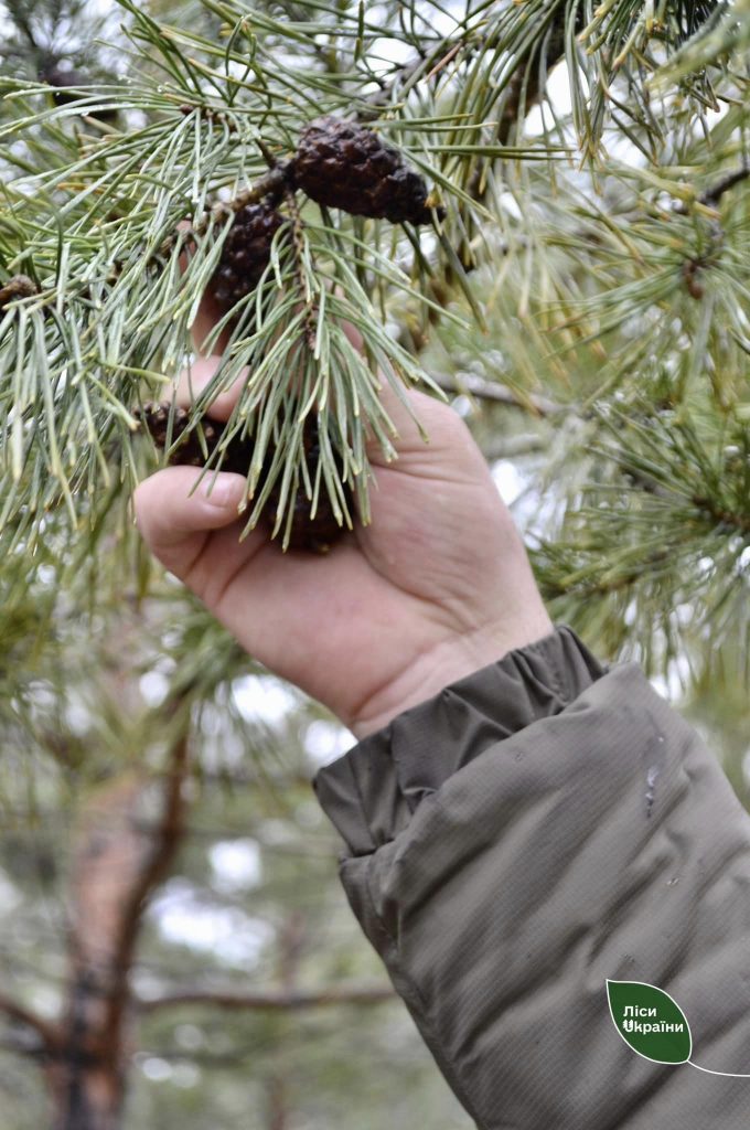 Гілка з шишками