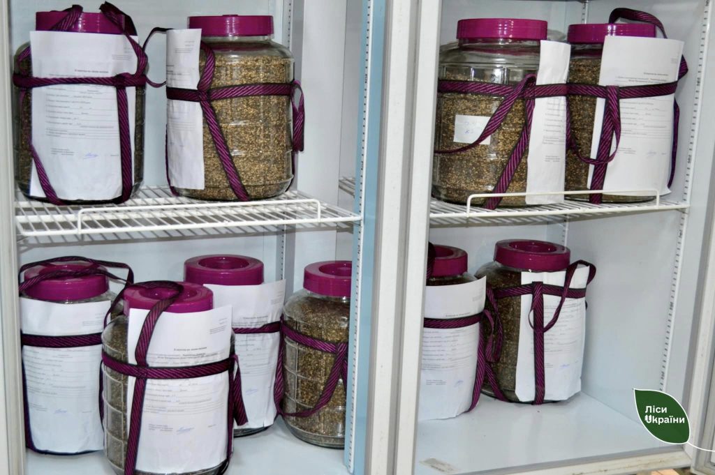 Зберігання шишок 