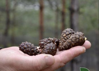 На Черкащині зібрали 51,1 тонну шишок (ФОТО) – Новини Черкасс