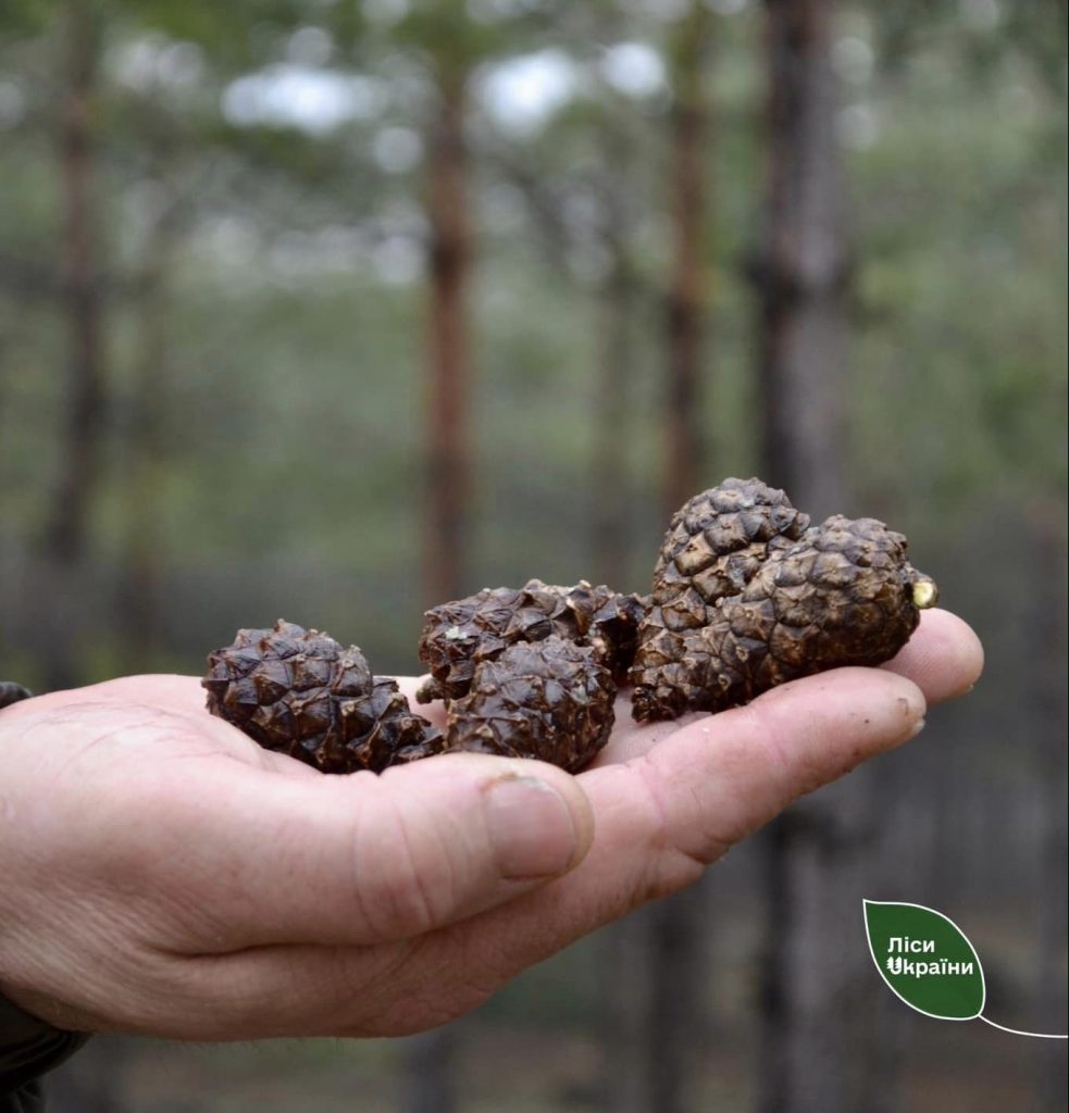 Шишки в руці