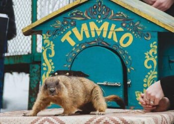 Известный сурок Тимка спрогнозировал, когда в Украину придет весна – Дніпро