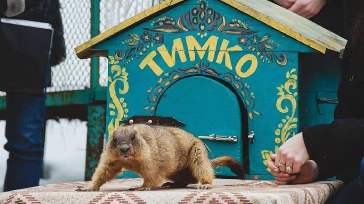 Новости Днепра про Известный сурок Тимка спрогнозировал, когда в Украину придет весна